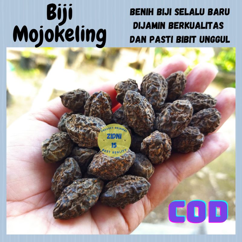 

1kg Biji Johokeling / mojokeling / Jokeling