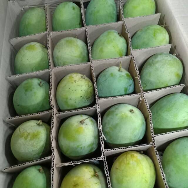 

Mangga Harum manis masak pohon baru petik