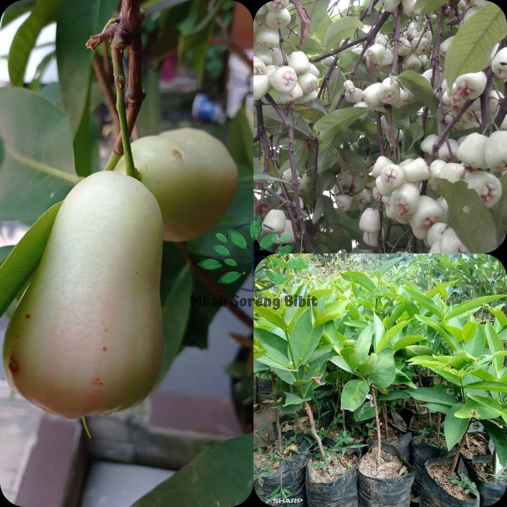 Bibit Jambu Air  Madu Susu - Bibit Jambu Putih - Jambu Air