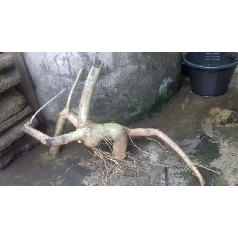 bahan bonsai waru lokal