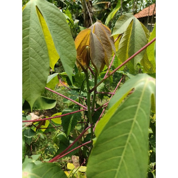 

DAUN SINGKONG SAYURAN FRES