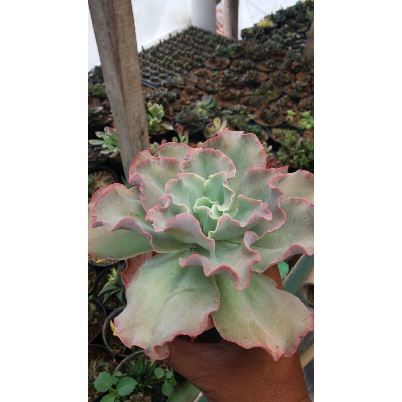 

gesteria
