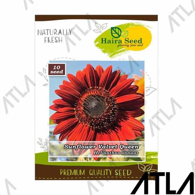 Terbaru Benih Bunga Sunflower Velvet Queen Bibit Matahari Merah Haira Seed Ayo Beli