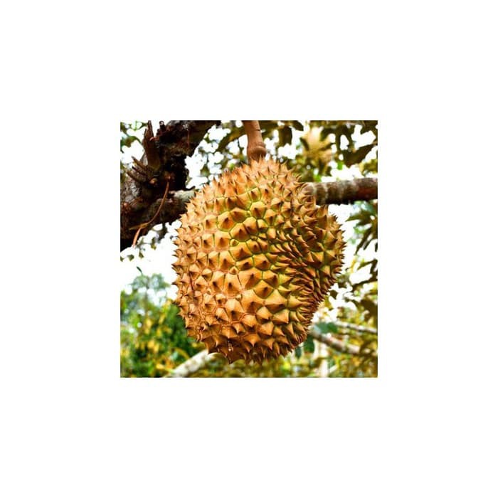 durian duri hitam kaki 3