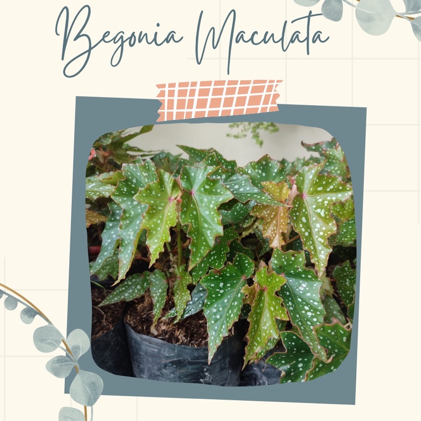Tanaman Hias Begonia Maculata Totol Bung Begonia Maculata Totol