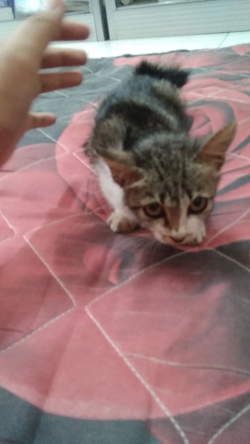 Pemeras Jeruk/lemon Stainless Steel