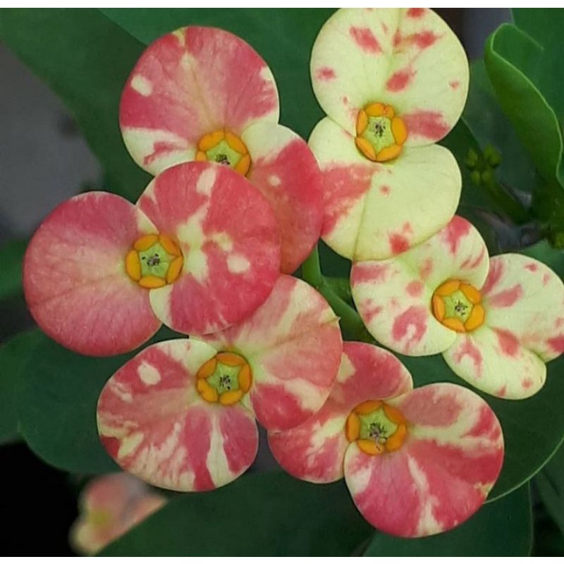 TANAMAN HIAS EUPHORBIA// PINK WHITE