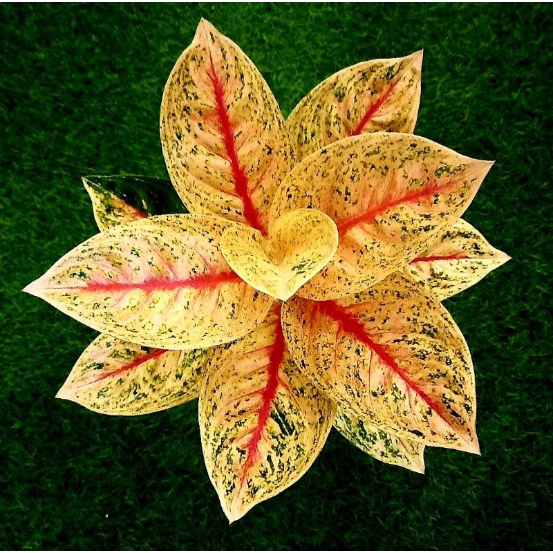 Aglonema Widuri Kuning / Bunga Hias Aglonema Widuri Yellow