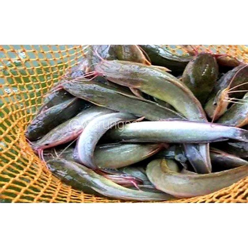 

Ikan Lele Mentah Segar -/+ 500 gram