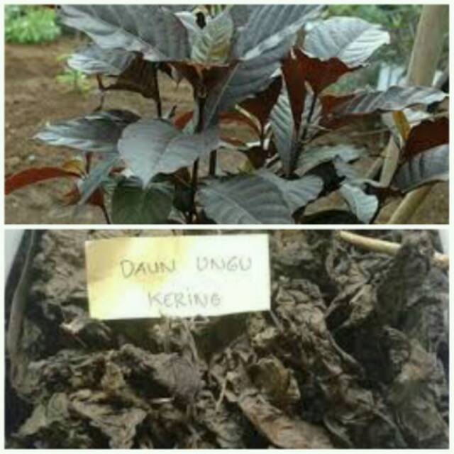 

DAUN UNGU KERING 250 GRAM