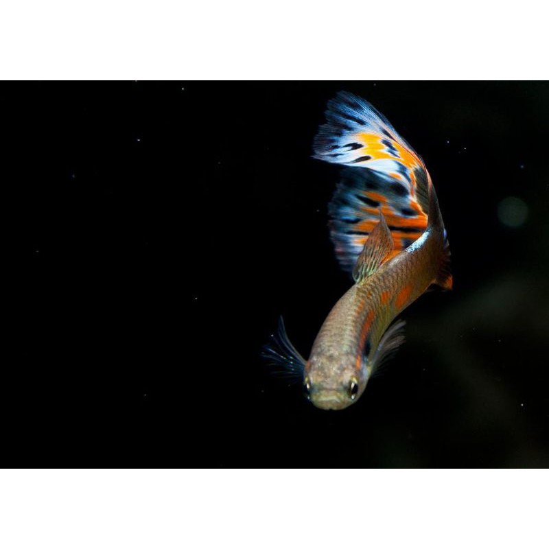 paket murah ikan guppy hias cendolan 20 ekor