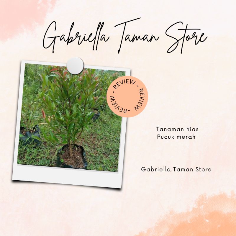 Pucuk merah - pohon pucuk merah