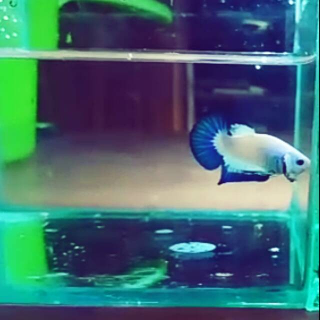 Cupang bluerim blue rim butterfly