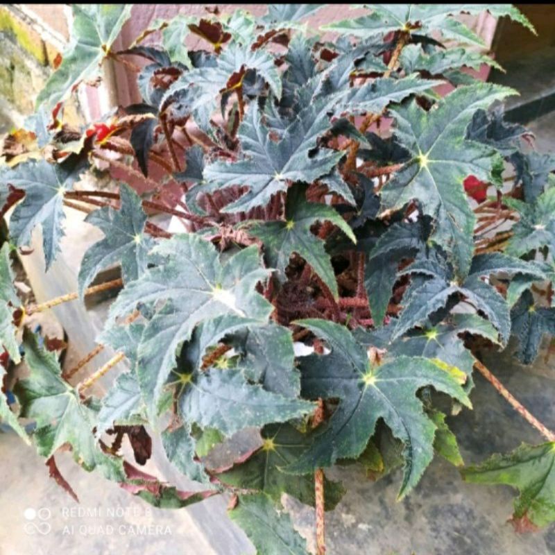 tanaman hias begonia bintang black velvet