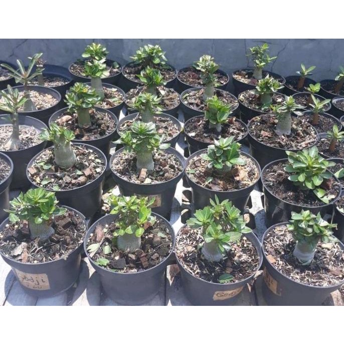 (BISA COD) Tanaman Hias Adenium Arabicum Godji usia 6 - 9 bulan EKSLUSIF Kode 899