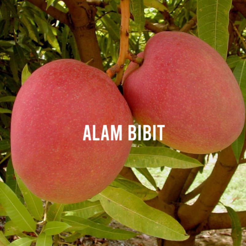 BIBIT MANGGA YUWEN (COCOK DI TANAM POT)