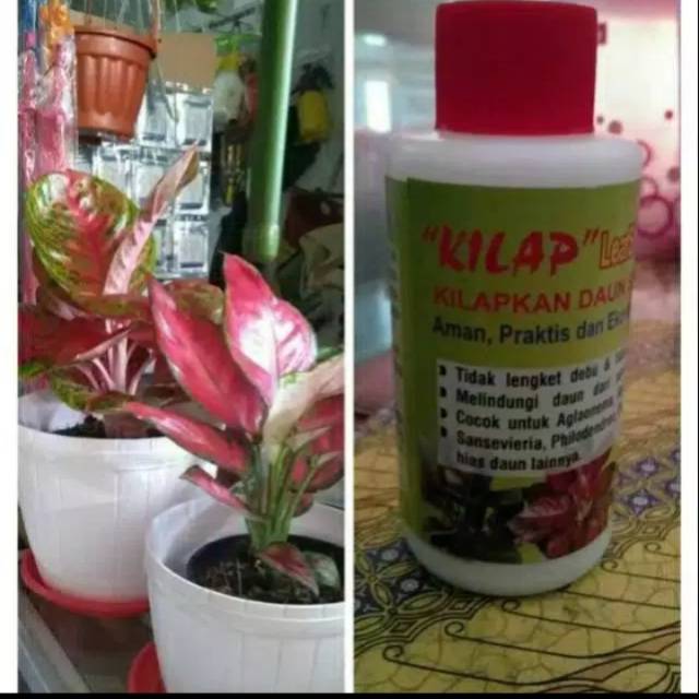 Kilap daun tanaman hias