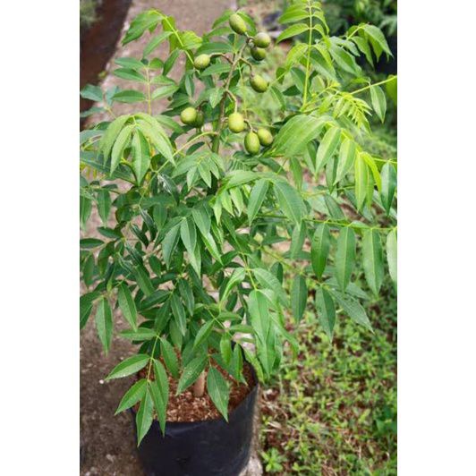 pohon kedondong sudah berbuah