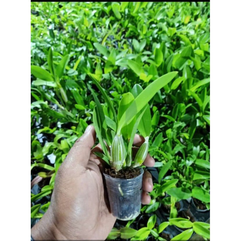 Tanaman Hias Bunga Anggrek Bifalce Flava Unik Langkah