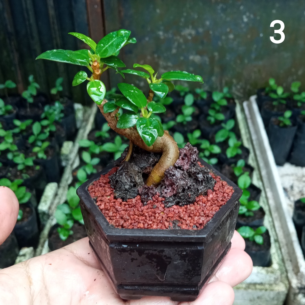 Mame Beringin Dolar / Beringin Korea Model #3, Bonsai Mame Shito Dari semai Biji