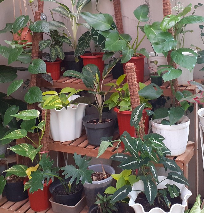 Rak Kayu Ulin 3 Tingkat Minimalis, Modern Style, Kokoh 100% Kayu Ulin