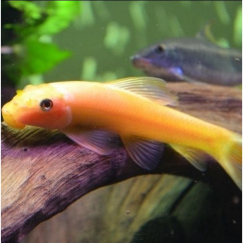 ikan hias cae albino pembersih alga aquascape