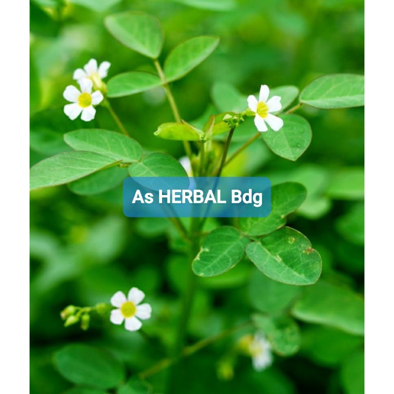 

Daun calincing atau belimbing tanah segar 500 gram-az