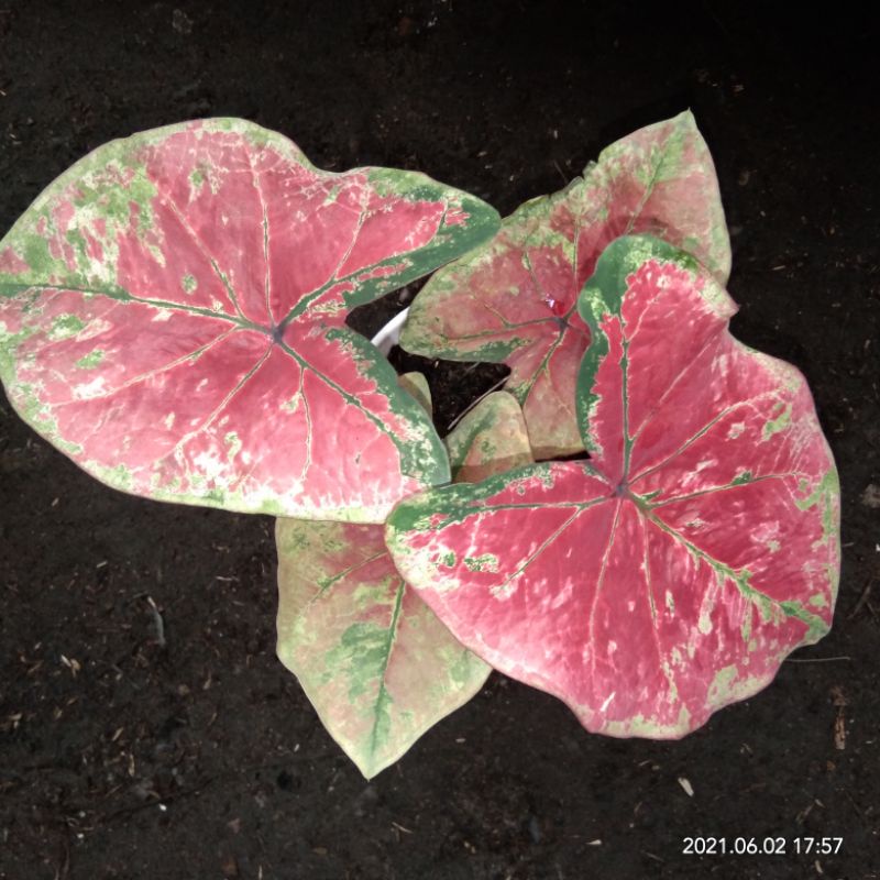 caladium thai series  H37/Uncle Marley/Kimora