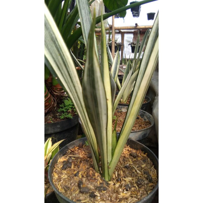 tanaman hias sensivera varigata