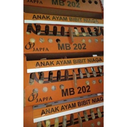 DOC Broiler Superan PT Triple Vaksin