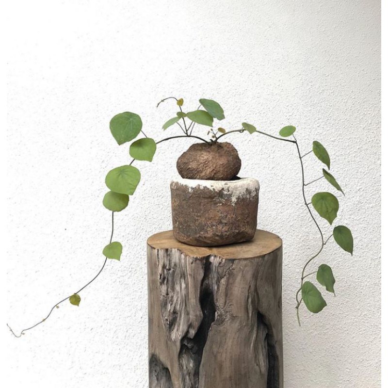 tanaman stephania venosa ukuran 3kg