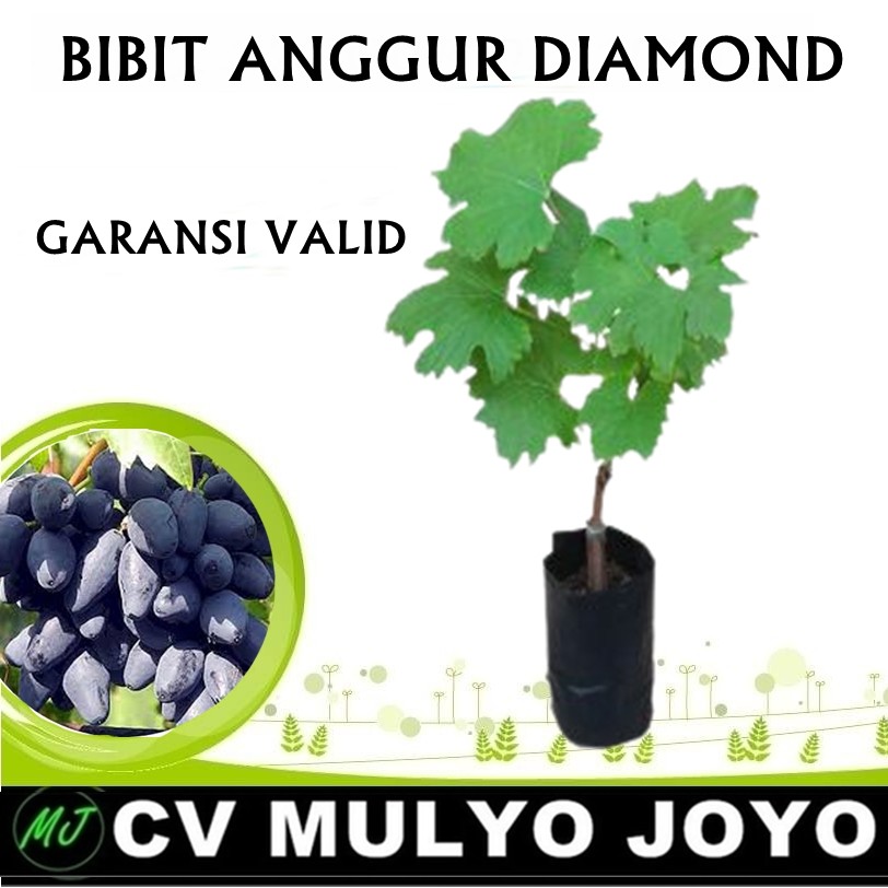 Bibit Anggur Jenis Diamond-ROOTSTOCK LOKAL