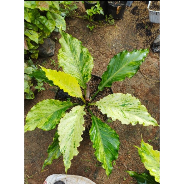 anthurium gelombang cinta varigata putih anakan