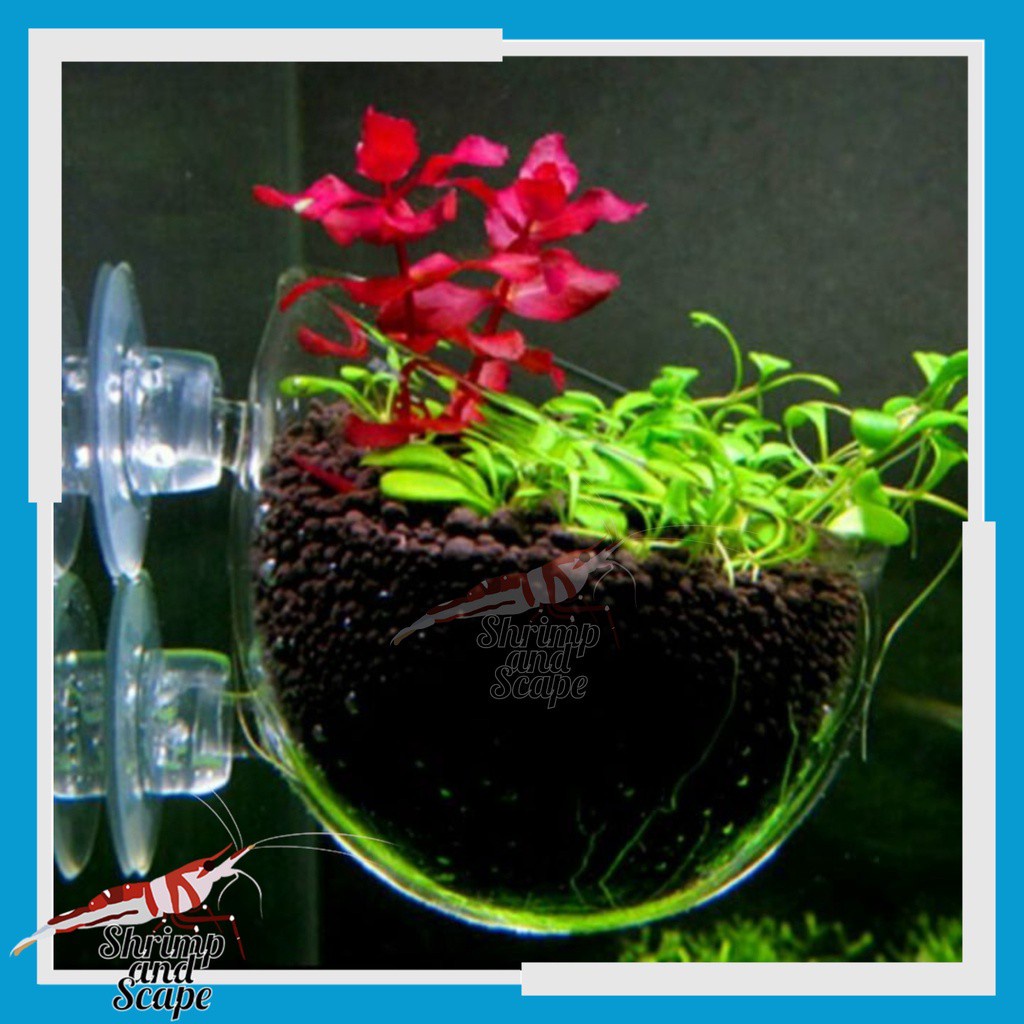 Hanging Pot Glass Aquascape / Pot Kaca Tempel Dop Gantung
