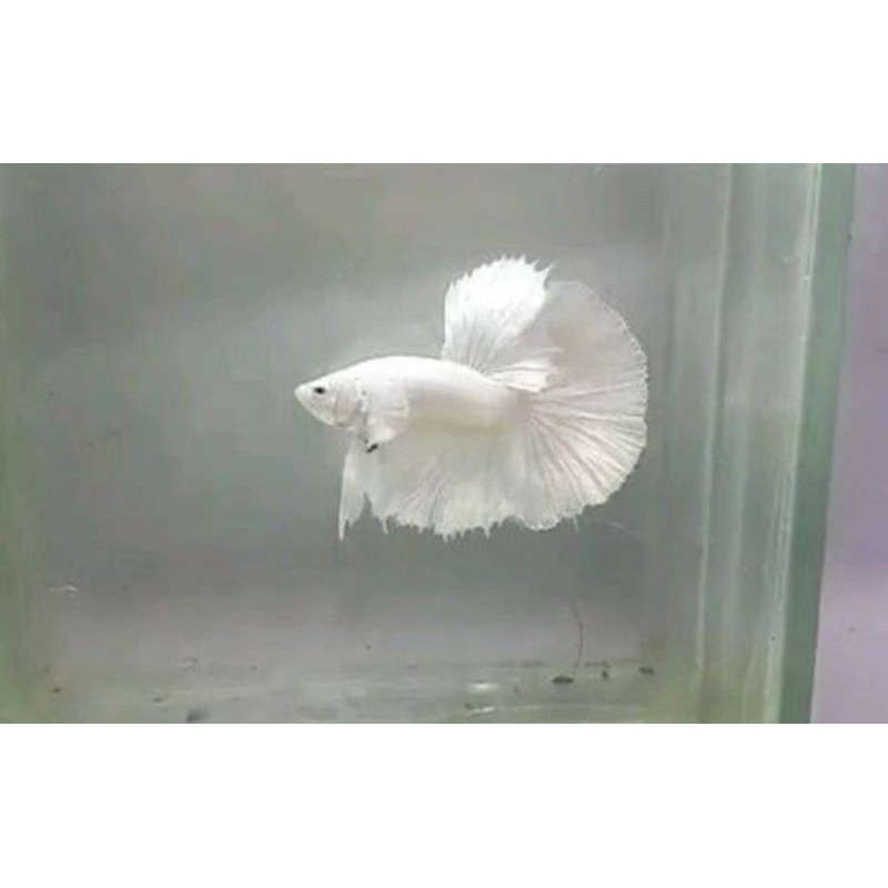 ikan cupang halfmoon whaite platinum/WP