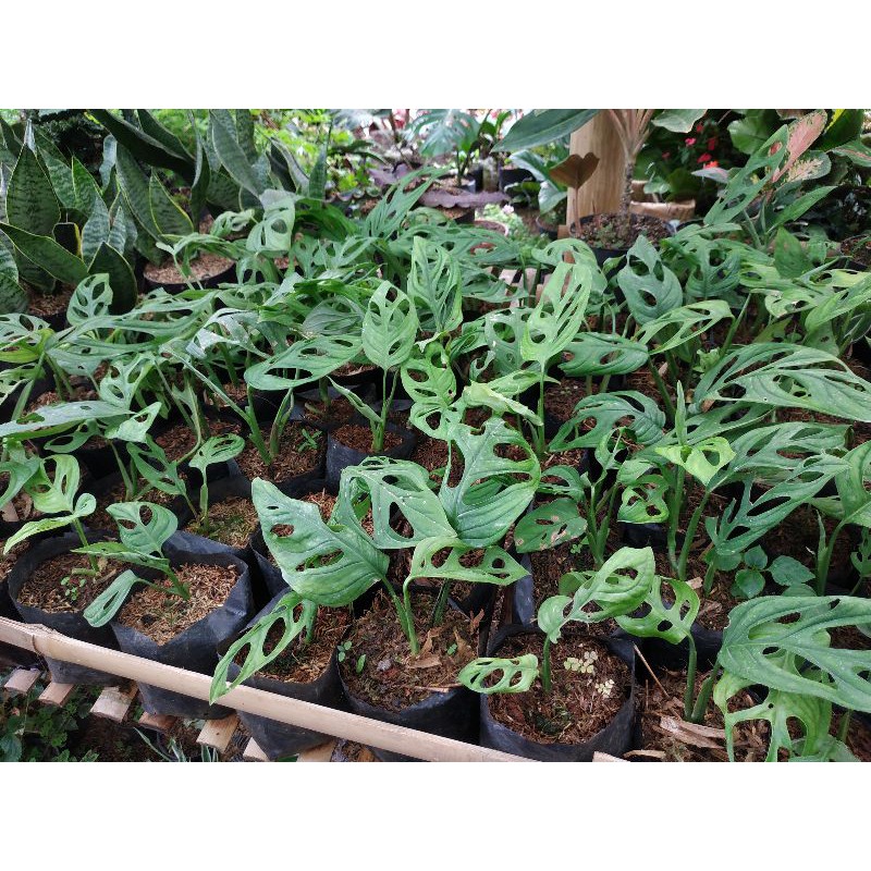 Bunga janda Bolong