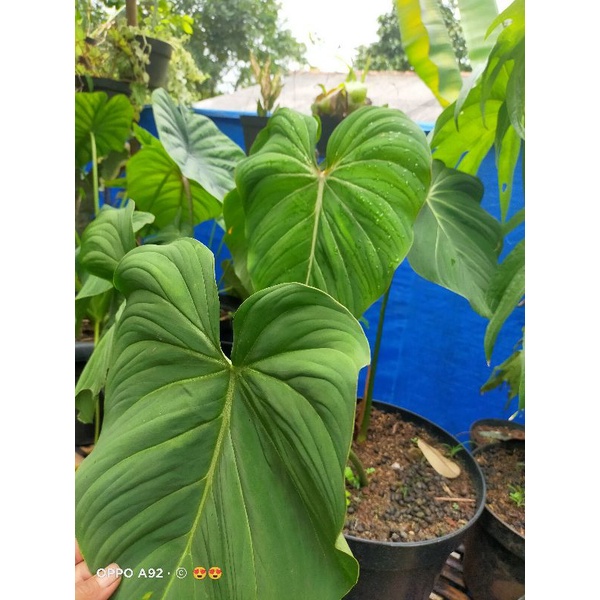 TANAMAN GLORIOSUM INDUKAN DAUN BESAR