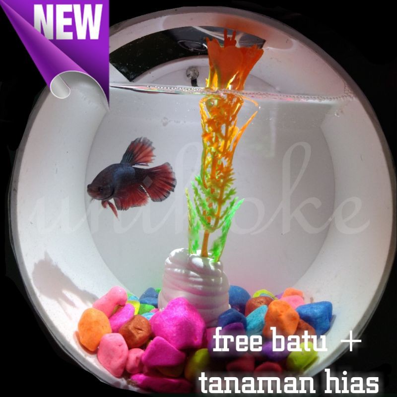 AQUARIUM UNIK TEMPEL AQUARIUM DINDING IKAN HIAS CUPANG GUPPY MOLLY AQUASCAPE