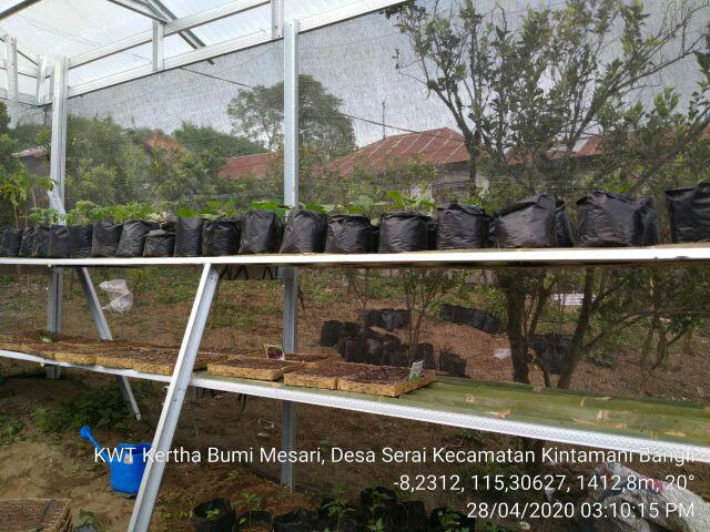 Isi 150 Benih Biji Sayur Wortel - Carrot Import