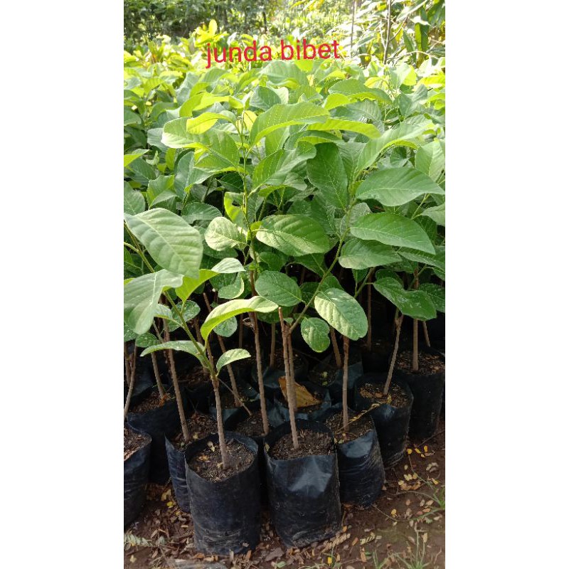 

Bibit Srikaya jumbo Okulasi (UNGGUL)