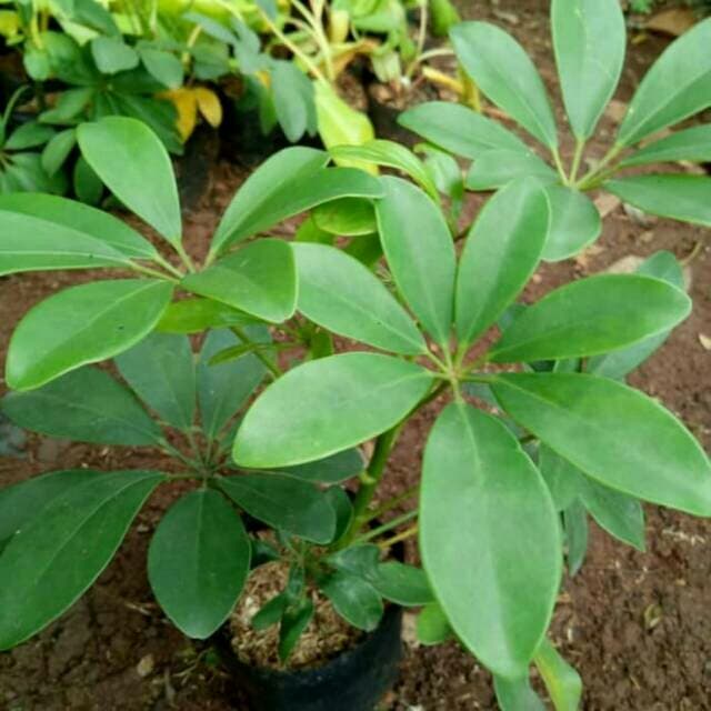 Tanaman Hias Wali Songo Hijau