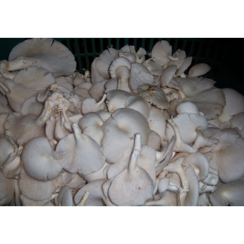 

jamur tiram 250gr