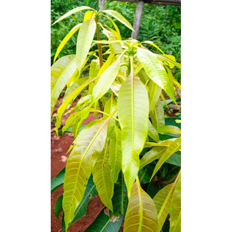 entres mangga coconut Pakistan