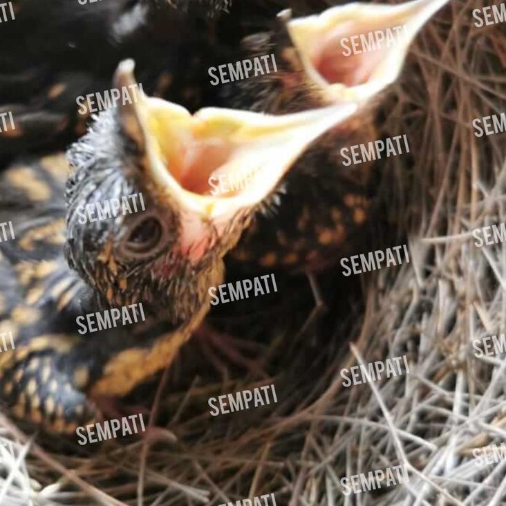 ← PAKAN LOLOH BURUNG MURAI BATU TROTOL PREMIUM EBOD JAYA TOPLES PAKAN LOLOHAN PIYIK BURUNG MURAI TRO
