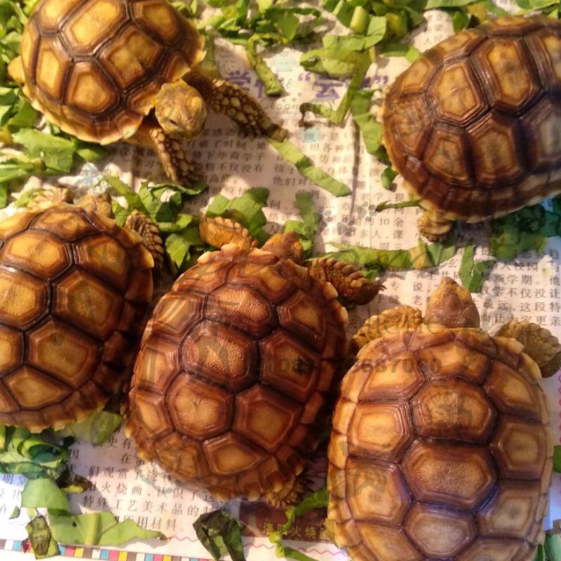 Sulcata Sulki Tortoise Torto +/- 8 cm CB Indo (bkn cherry head / pardalis / aldabra)