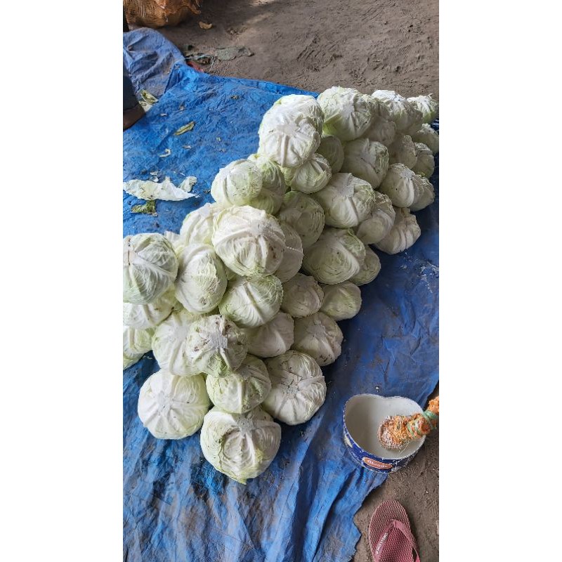 

Kol Medan
