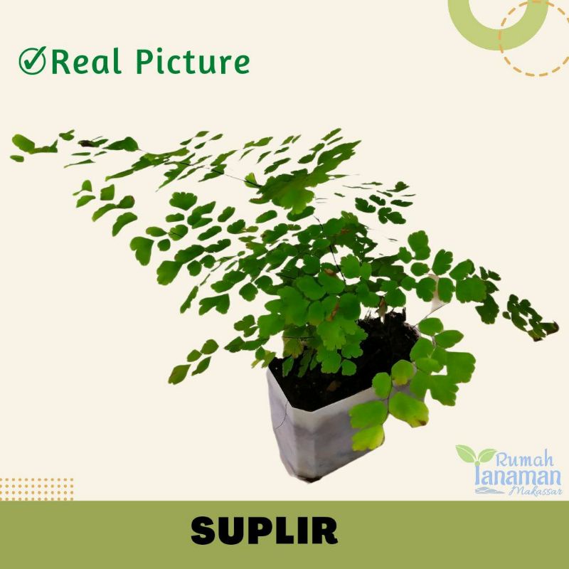 SUPLIR | Tanaman bunga hias paku-pakuan suplir