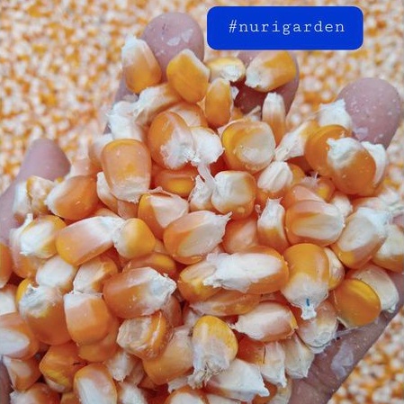 

jagung pipil besar 25kg