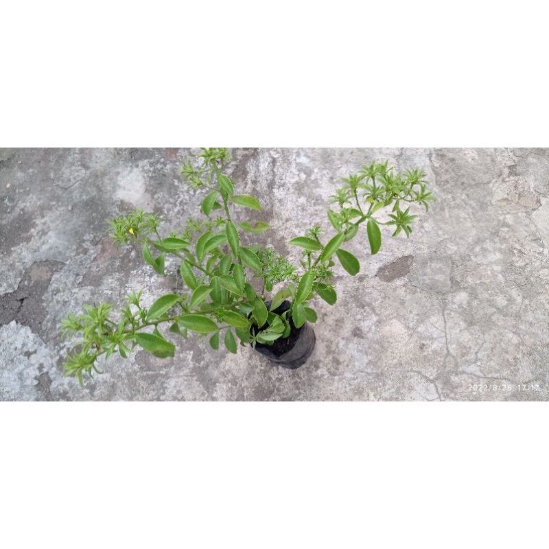 Ora Pro Nobis Full Bunga dan Full Cabang