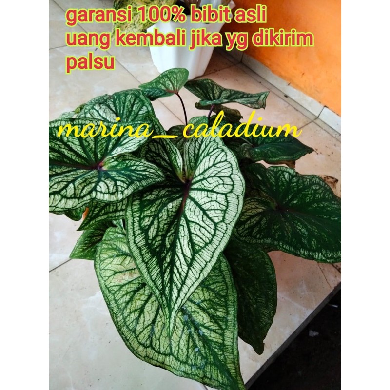 caladium Thailan Srikandi